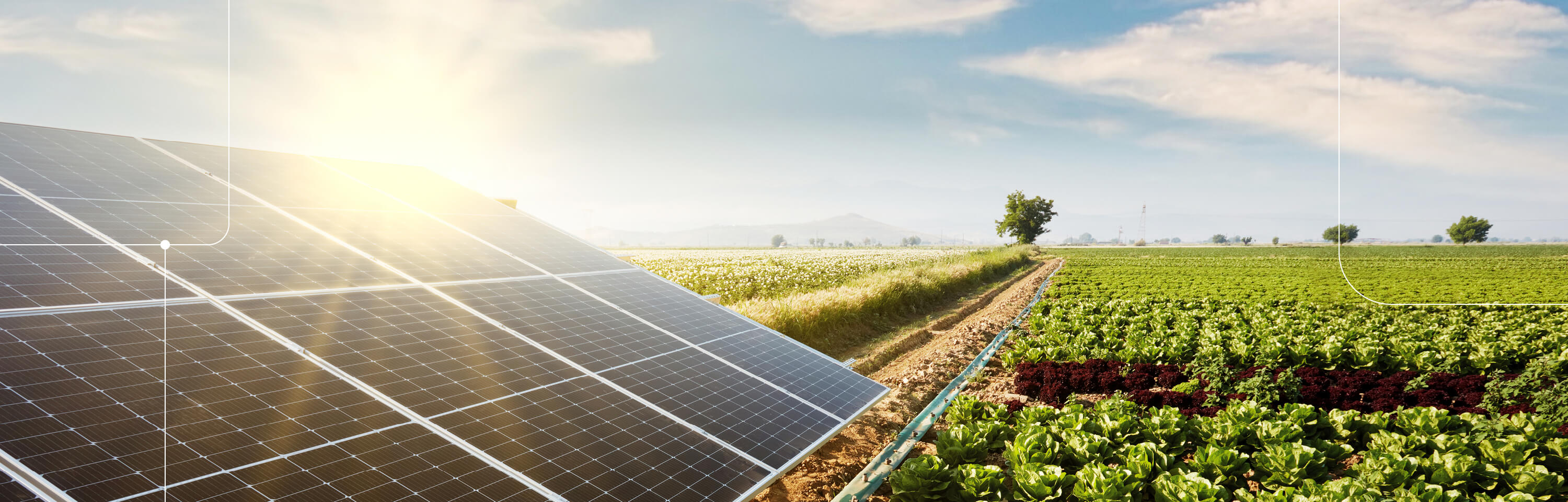 Solar panels with sun glinting off the reflective surface, in a field of green agricultural crops