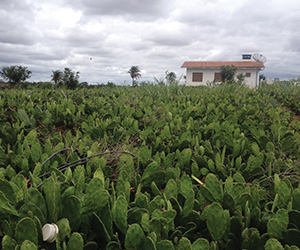 GPS Assistant Professor Jen Burney examines vegetation density such as this in Sertão, Brazil, to gauge semi-arid ecosystems health. Photo by Jen Burney
